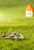 Plant growing in Coins glass jar for money on green grass